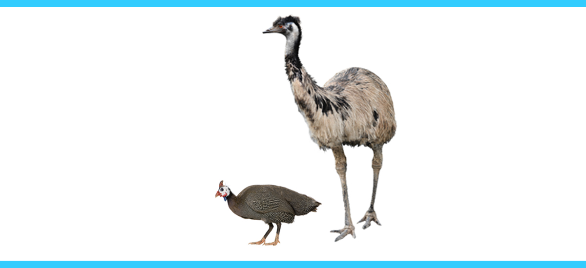 A bird and an ostrich standing next to each other.